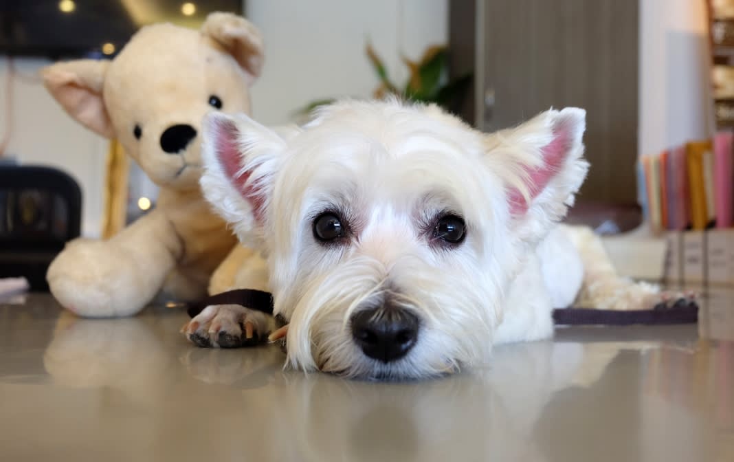 Blog-Purina-Westie-1744px
