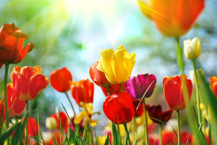 Flowers