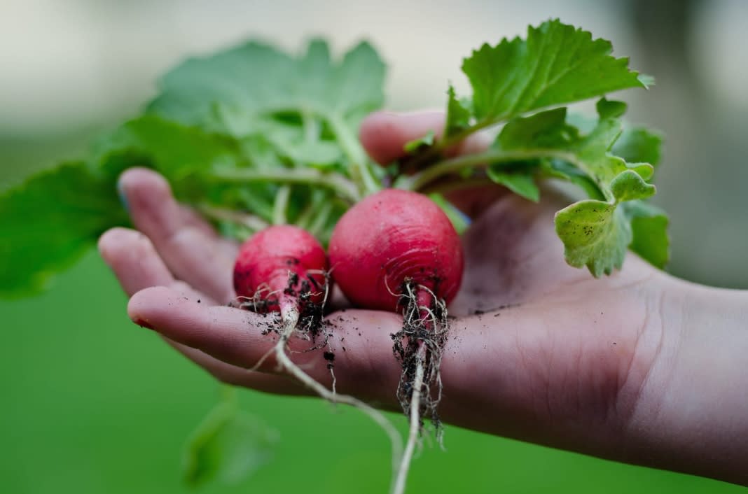 gardening tips for beginners from B&M